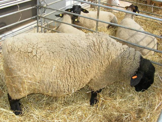 طرح توجیهی پرورش گوسفند 200 راسی