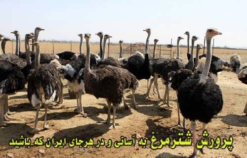 طرح توجیهی پرورش شترمرغ سال 95