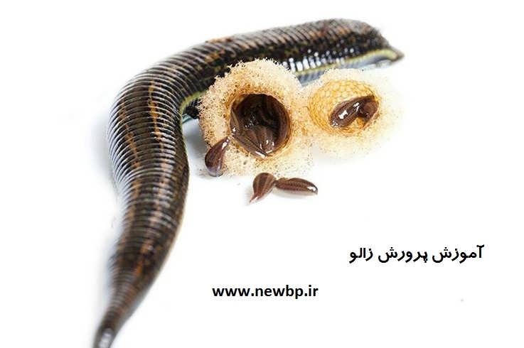 آموزش پرورش زالو