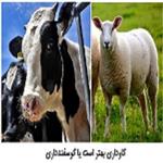 پروار گوساله بهتر است یا بره ؟ | گاوداری بهتر است یا گوسفندداری