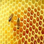 پروژه کارآفرینی پرورش زنبور عسل ظریفت850 کندو