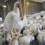 پروژه کارآفرینی پرورش مرغ گوشتی (مرغداری  93)