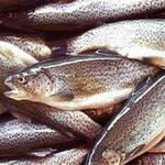  پروژه کارآفرینی پرورش ماهی قزل آلا 94 -طرح توجیهی پرورش ماهی قزل‌آلا  94