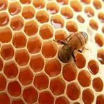 پروژه کارآفرینی پرورش زنبور عسل ویرایش 95