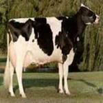 دانلود طرح توجیهی پرورش گاو شیری 95