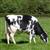 طرح توجیهی پرورش گاو شیری20راسی 1403 ⭐️ نحوه محاسبه سود گاو شیری