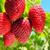 طرح توجیهی کشت توت‌فرنگی گلخانه‌ای به روش هیدروپونیک- طرح توجیهی گلخانه هیدروپونیک توت فرنگی