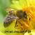 طرح توجیهی پرورش زنبورعسل - طرح توجیهی زنبورداری 95