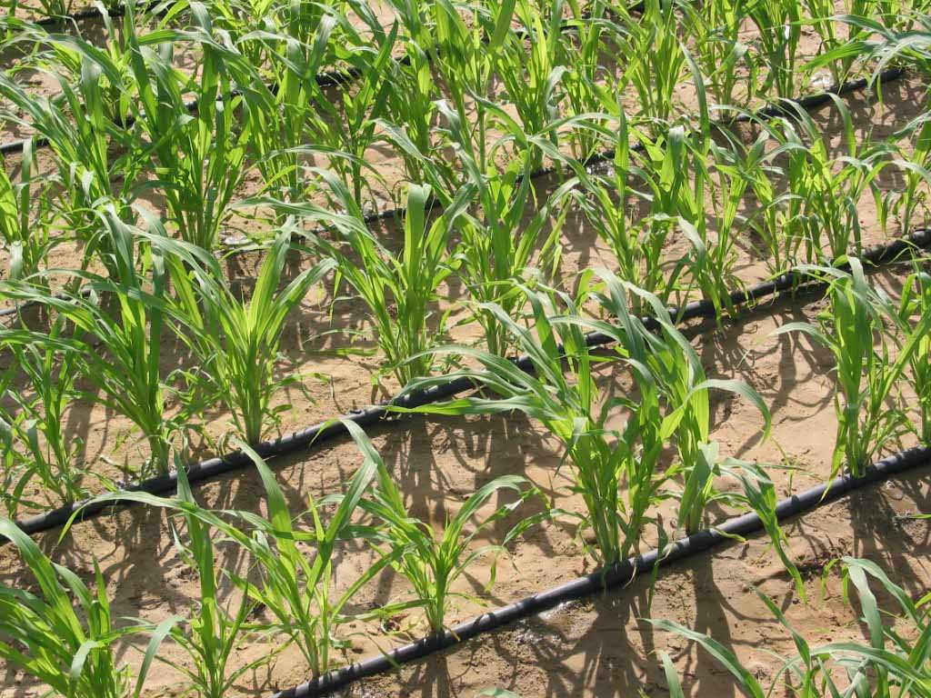 بیاری قطره ای