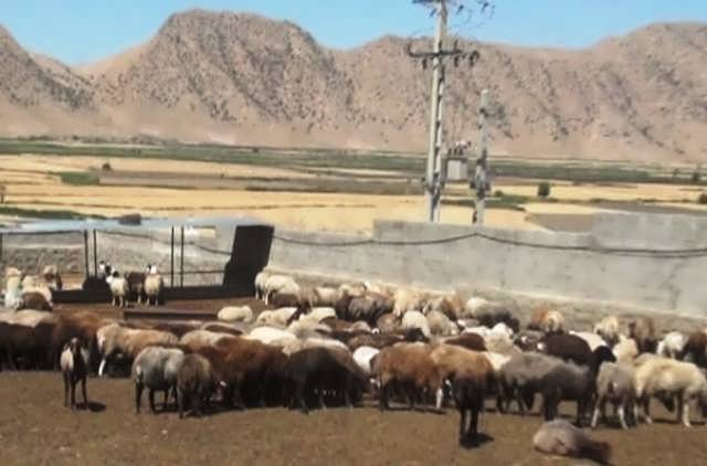 پرواربندی بره 500 راسی