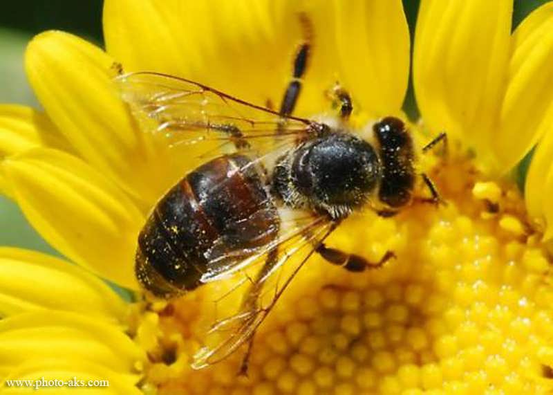 Image result for ‫دانلود طرح توجیهی پرورش زنبور عسل‬‎
