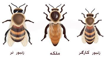زنبور عسل