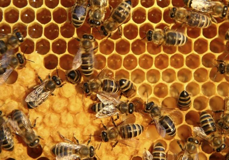 طرح توجیهی پرورش زنبور عسل