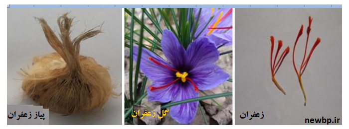 کشت گلخانه ای زعفران