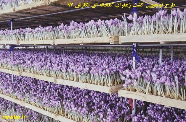 طرح پرورش زعفران گلخانه ای