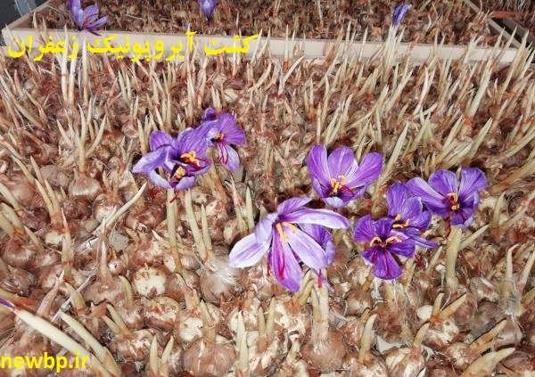  کاشت زعفران در گلخانه
