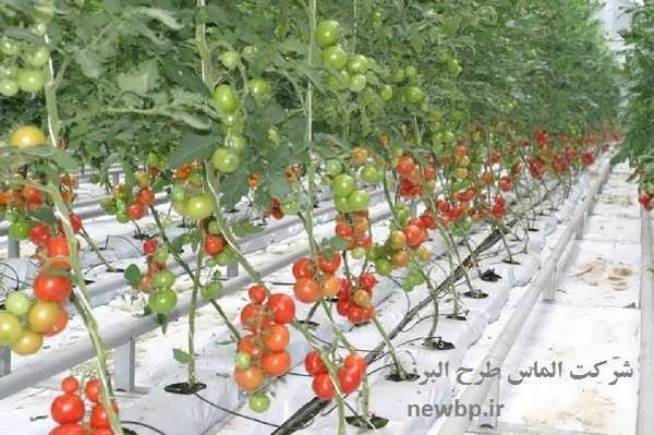 طرح توجیهی گلخانه هیدروپونیک گوجه فرنگی