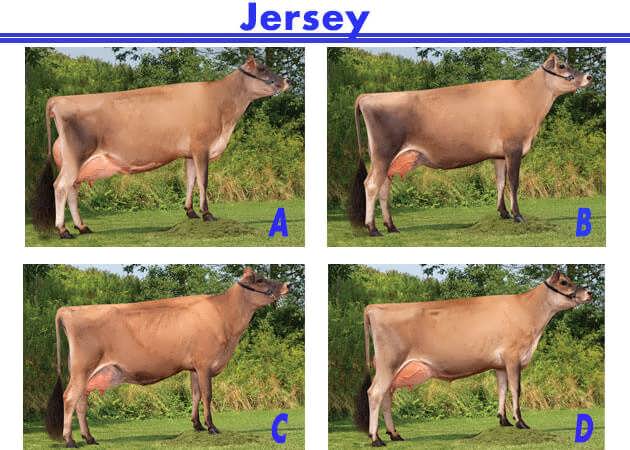جرسی (Jersey)گاو شیری 