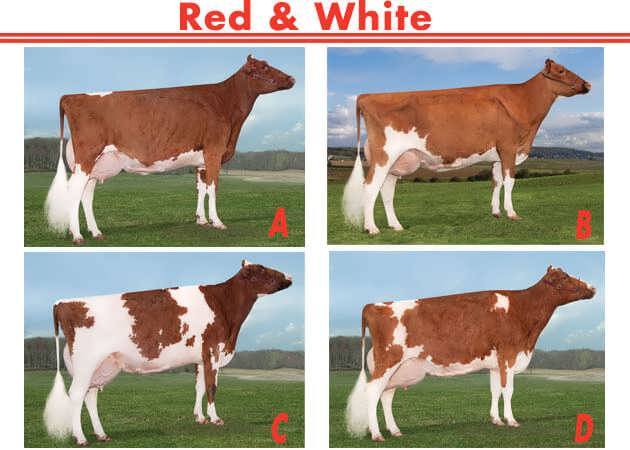 گاو شیری نژاد Red & white