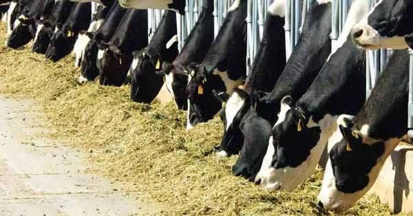 مدیریت تغذیه گاو شیری
