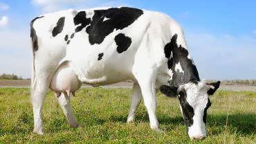 طرح توجیهی پرورش گاو شیری 50راسی