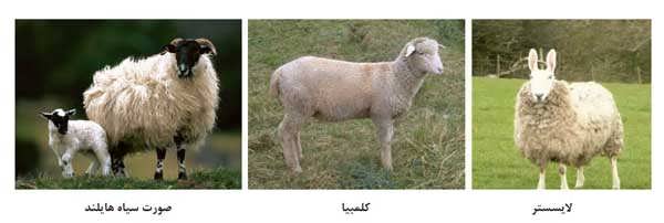 انواع نژادهای گوسفند اصلاح شده