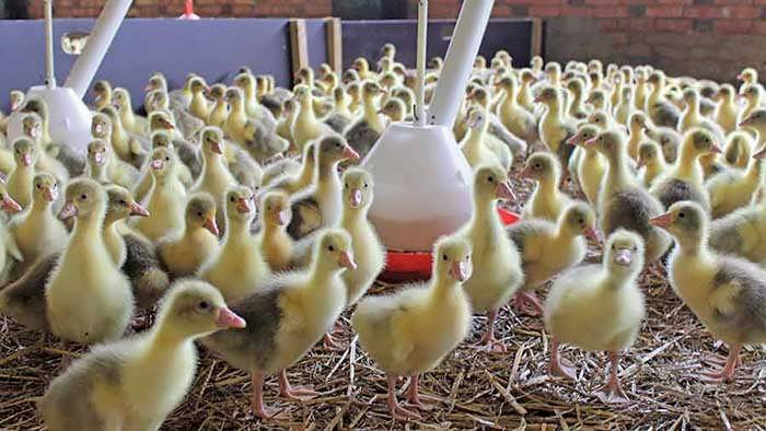 پرورش اردک خشک