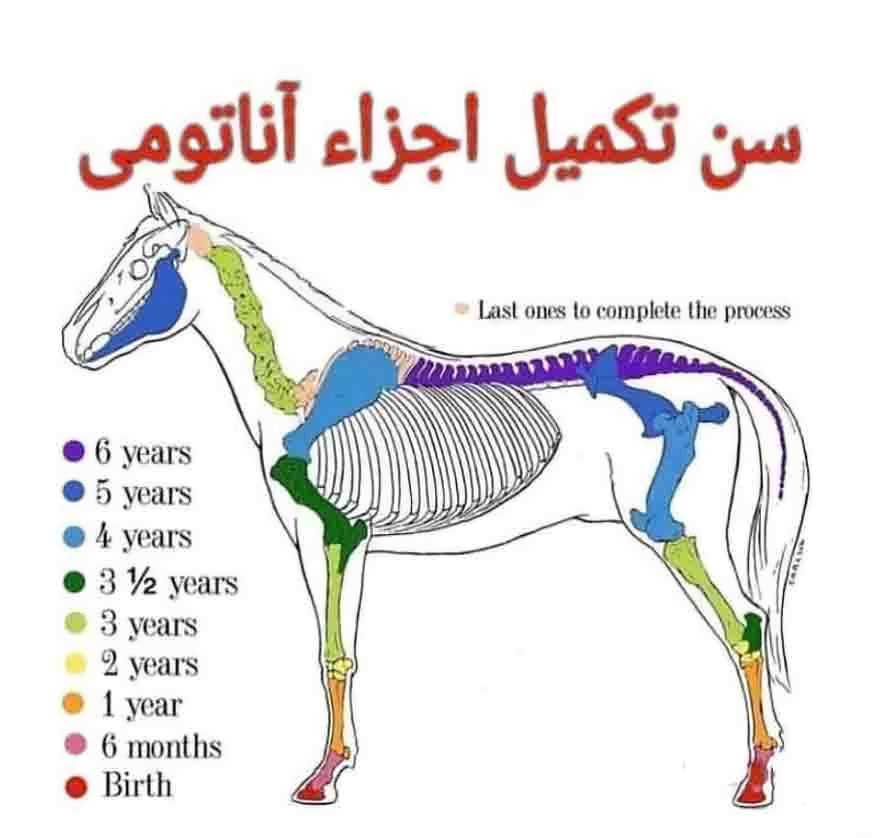 آناتومی شکل بدن اسب