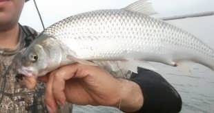 ماهی کپور سفید