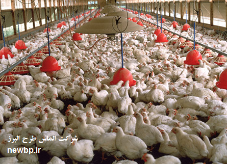 هزینه پرورش مرغ گوشتی در سال 98