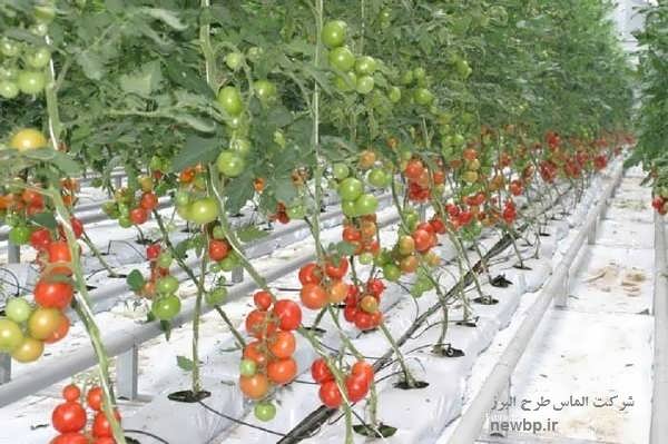 طرح توجیهی گلخانه هیدروپونیک گوجه فرنگی 98
