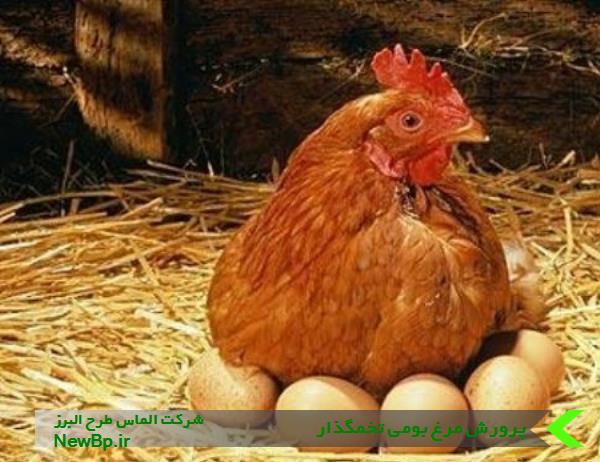 طرح توجیهی پرورش مرغ بومی تخمگذار