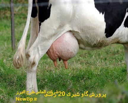 پرورش گاو شیری 20 راسی