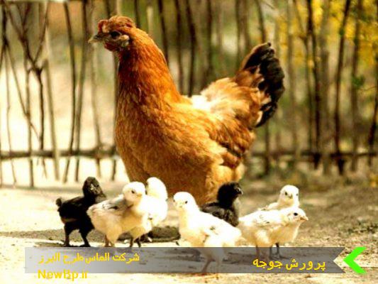 طرح پرورش مرغ محلی