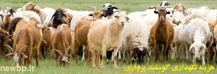 هزینه نگهداری گوسفند پرواری