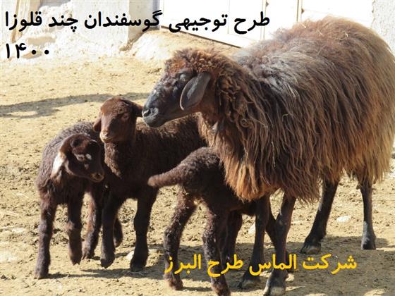 1- طرح توجیهی گوسفندان چند قلوزا