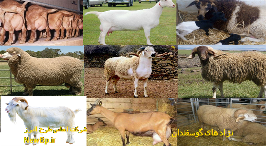 انواع نژاد گوسفندان