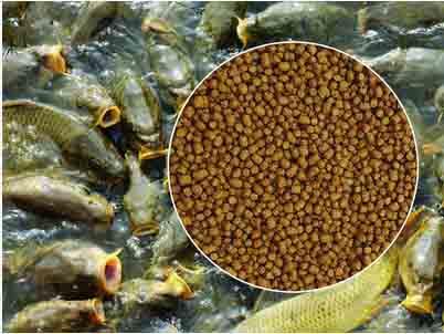 طرح توجیهی پرورش ماهی گرمابی(کپور)1402