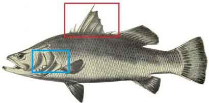 طرح پرورش ماهی باراموندی -سیباس 25 تنی