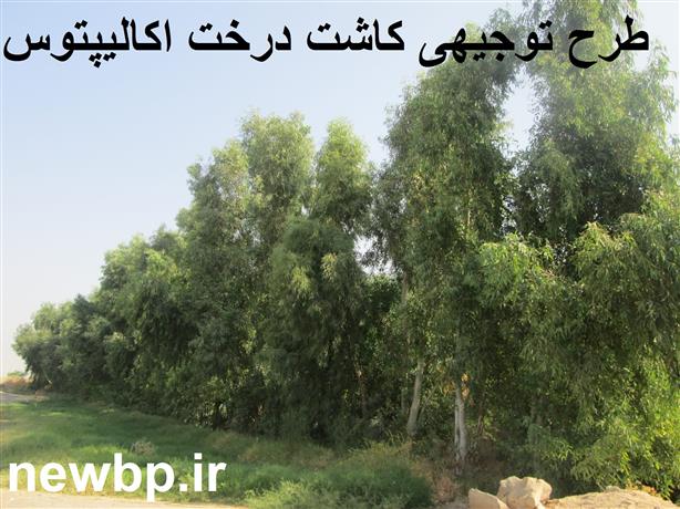 طرح توجیهی کاشت درخت اکالیپتوس