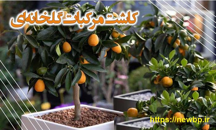 طرح توجیهی گلخانه تولید درختچه های مرکبات