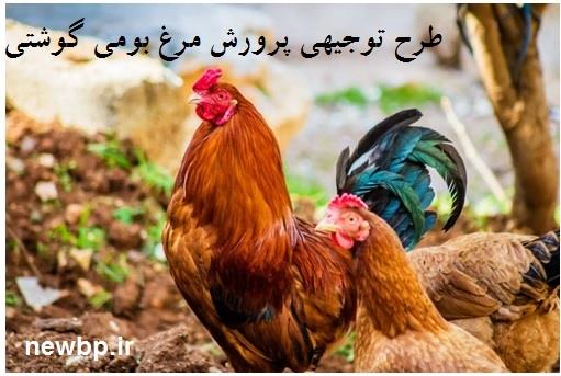 طرح توجیهی پرورش مرغ بومی گوشتی