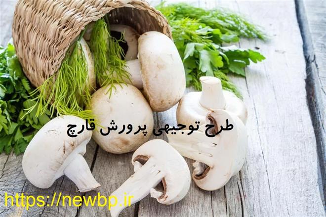 طرح توجیهی پرورش قارچ 97
