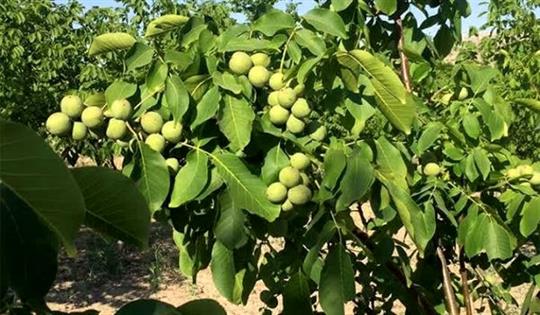 طرح توجیهی احداث باغ گردو،گیلاس،سیب،پسته،بادام