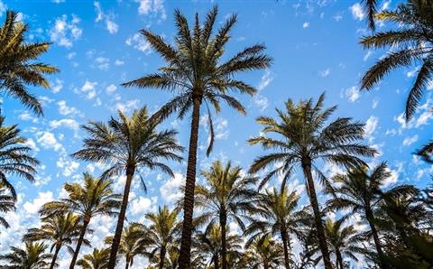 طرح توجیهی احداث نخلستان