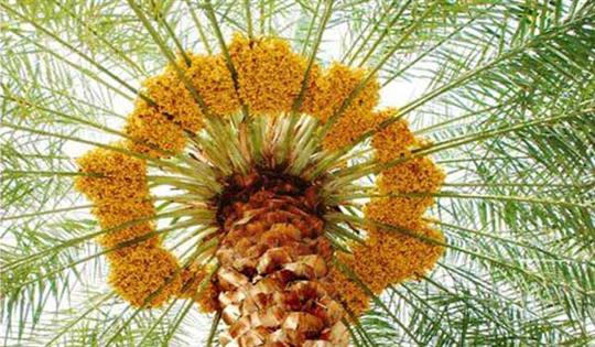 طرح توجیهی احداث باغ خرما