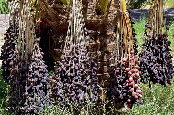 طرح توجیهی اجداث نخلستان 2 هکتاری