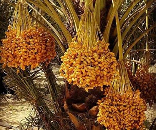 طرح ایجاد نخلستان