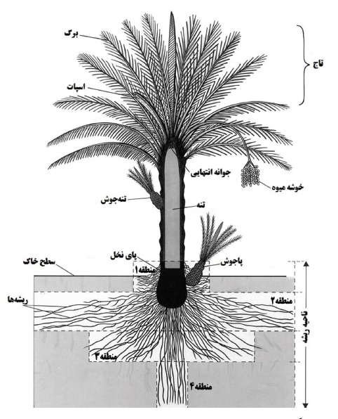 طرح توجیهی نخلستان خرما