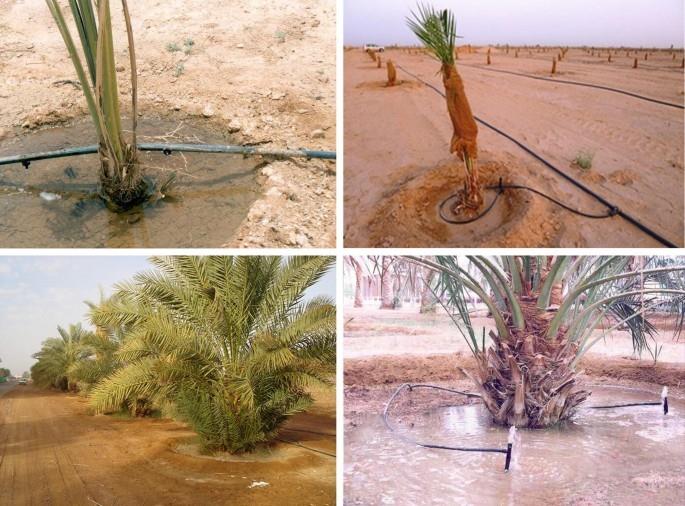 بهترین روش برای نخلستان